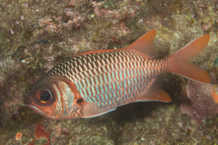 Myripristis violacea