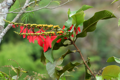 Warszewiczia coccinea