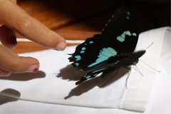 Papilio epiphorbas