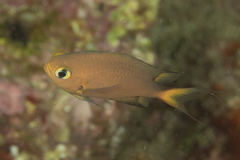 Pycnochromis atripes