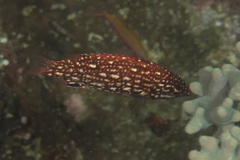 Bodianus dictynna