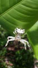 Epicadus heterogaster