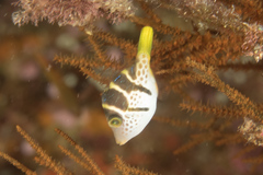 Paraluteres prionurus