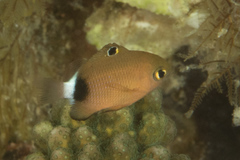 Plectroglyphidodon dickii