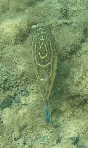 Rosenblatt's puffer (Sphoeroides rosenblatti) — Tetraodontidae — 5