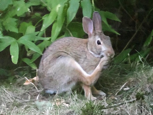 Eastern Cottontail photographed in Washington