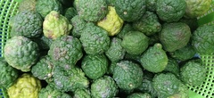Citrus hystrix