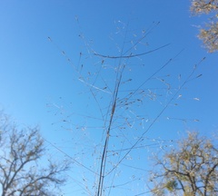 Eragrostis intermedia