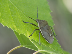 Chlorochroa pinicola