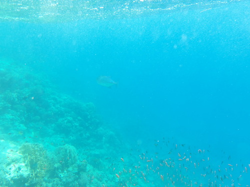 Caranx melampygus