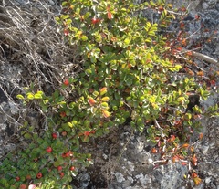 Cotoneaster nummularius