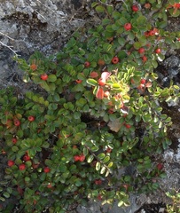 Cotoneaster nummularius