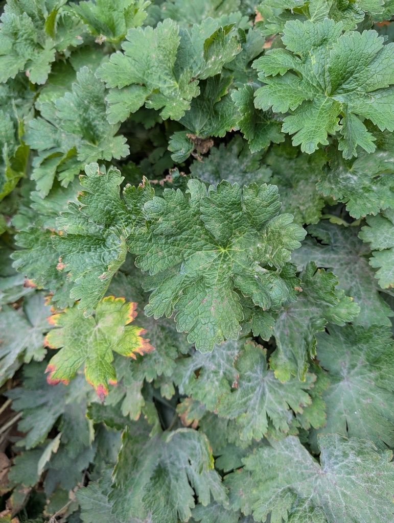 Geranium macrorrhizum