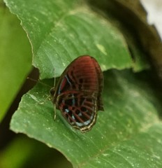 Paralaxita orphna