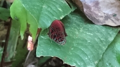 Paralaxita orphna