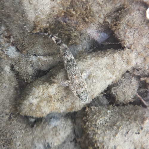 Gobius cobitis