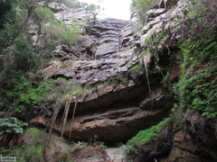 Subsecunda