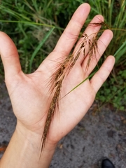 Sorghastrum elliottii