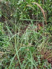 Sorghastrum elliottii