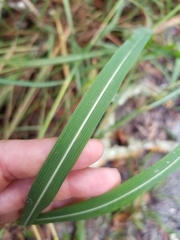 Sorghastrum elliottii