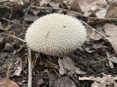 Lycoperdon pulcherrimum