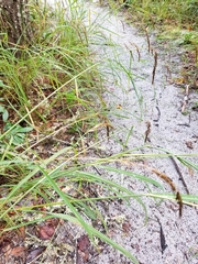 Sorghastrum elliottii