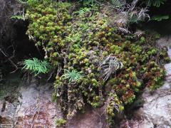 Subsecunda