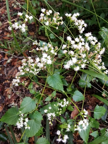 Ageratina jucunda image