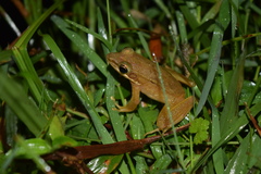 Chalcorana chalconota