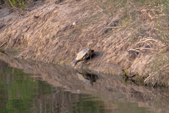 Trachemys venusta cataspila