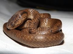 Pareas carinatus