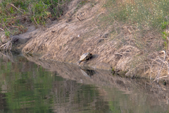 Trachemys venusta cataspila
