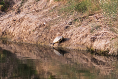 Trachemys venusta cataspila