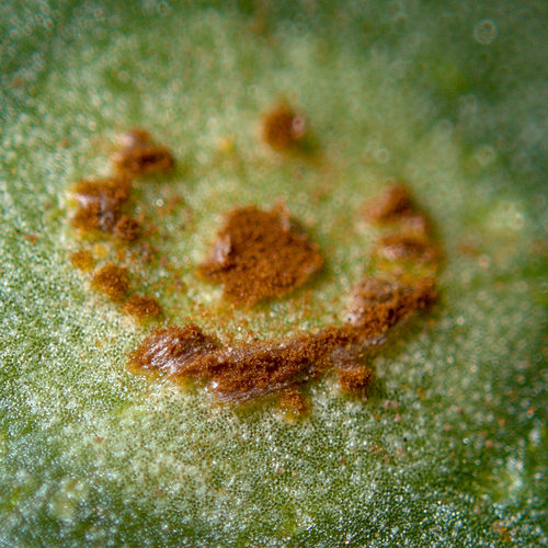 Uromyces viciae-fabae