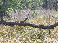 Chlamydosaurus kingii