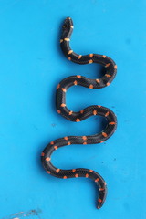 Cylindrophis ruffus