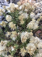 Ericameria cuneata cuneata