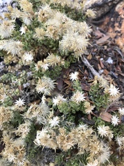Ericameria cuneata cuneata