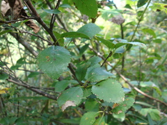 Betula humilis
