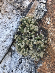 Ericameria cuneata cuneata
