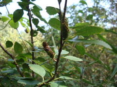 Betula humilis