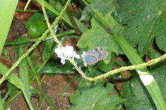 Oleria aquata