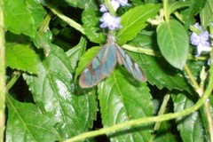 Oleria aquata