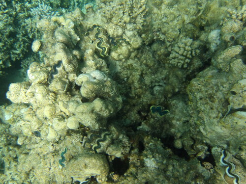 Tridacna maxima