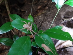 Neosparassus salacius