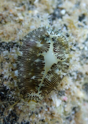 Monetaria moneta observed 2025-07-31