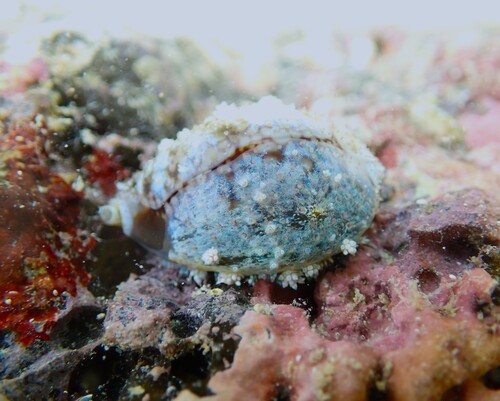 Cypraea caputserpentis observed 2025-07-31