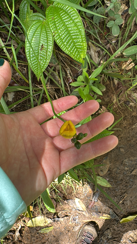 Trimezia martinicensis observed 2025-08-14
