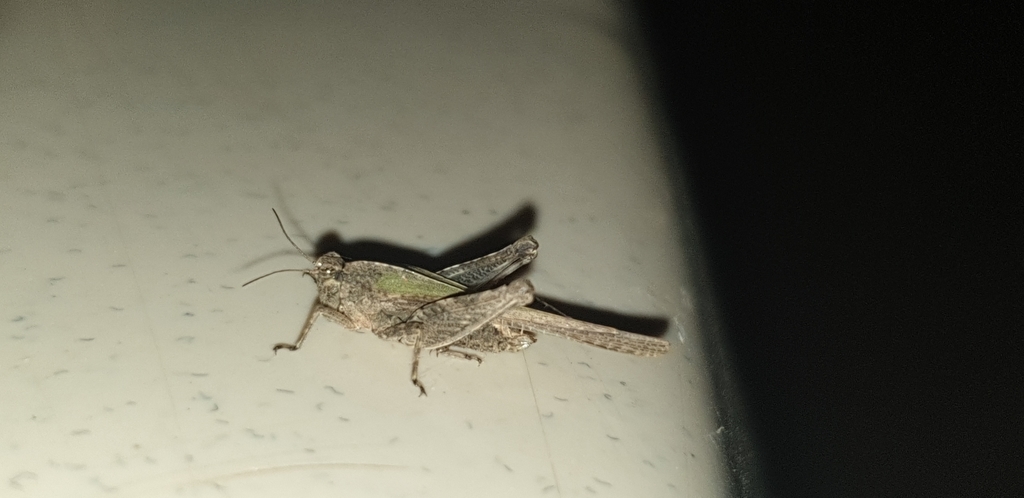 Hedotettix punctatus