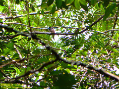 Eurylaimus ochromalus